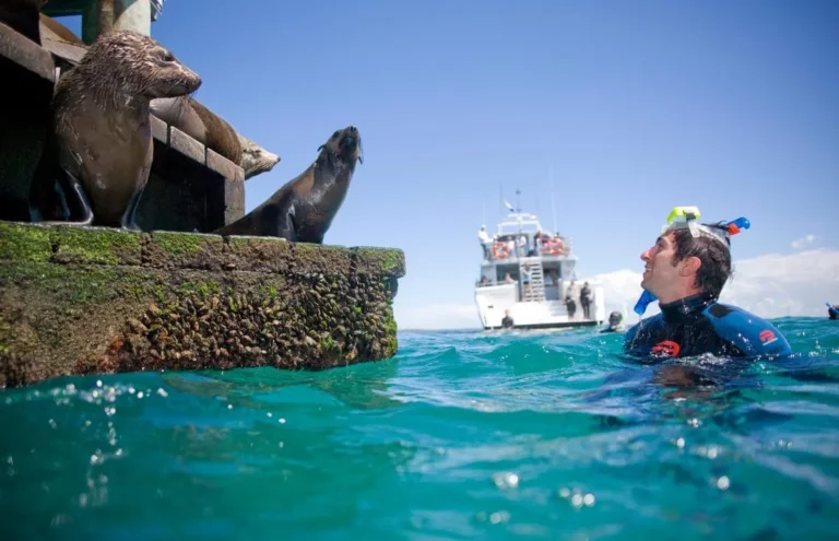 Small group Seal Swim