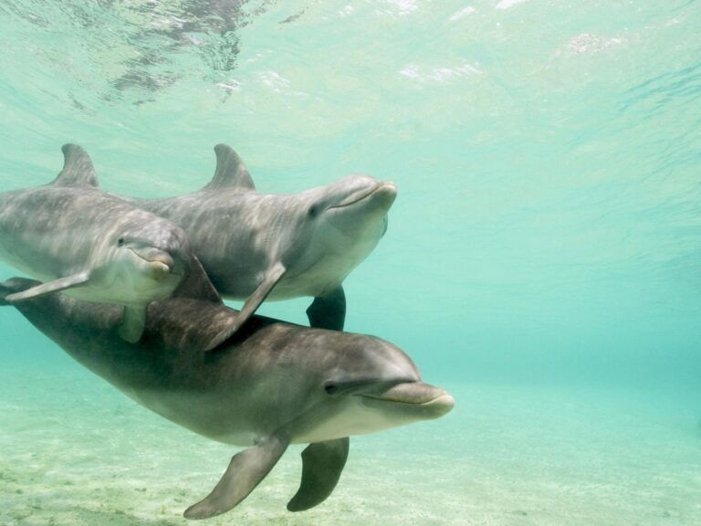 Small Group Dolphin